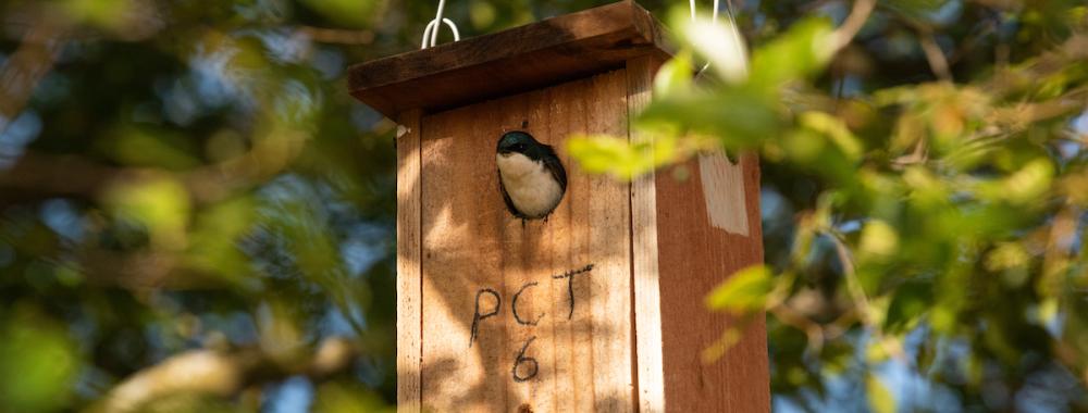 A bird pokes its head out of a birdhouse.