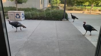 Bloodthirsty Davis turkeys prowl the streets!
